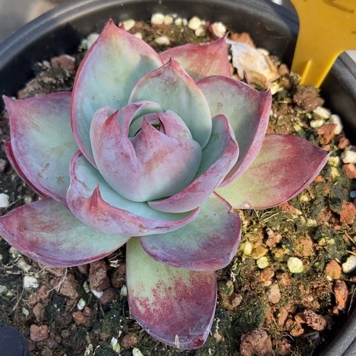 2123惊鸿仙子多肉植物