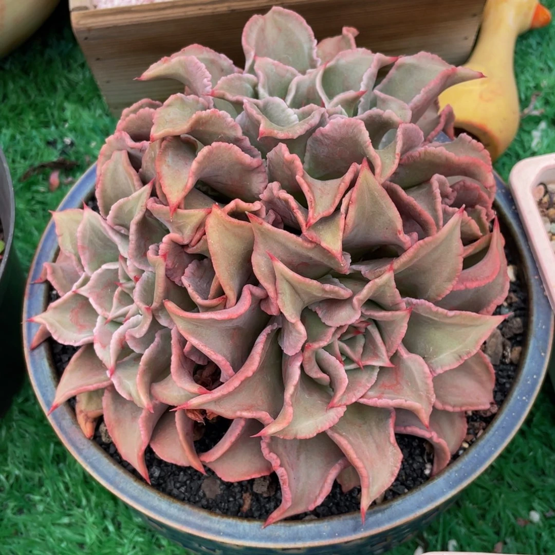 饺子皮大三头多肉植物盆栽