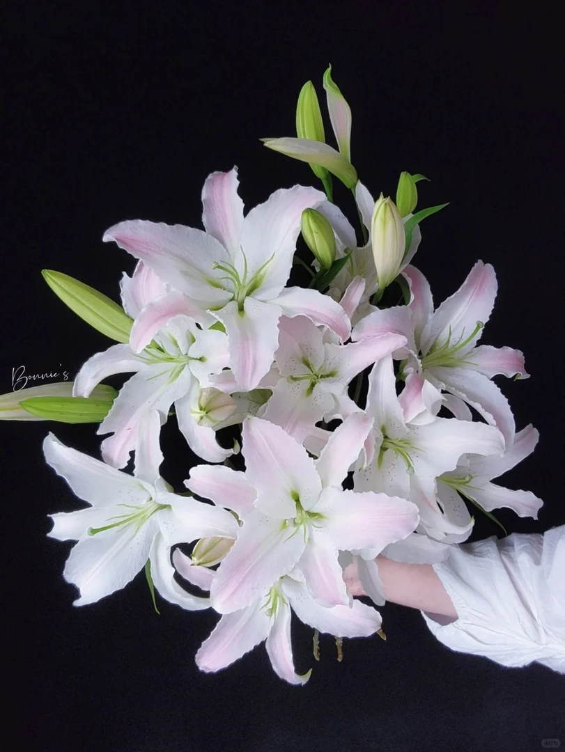 婵之语优选  马可波罗百合