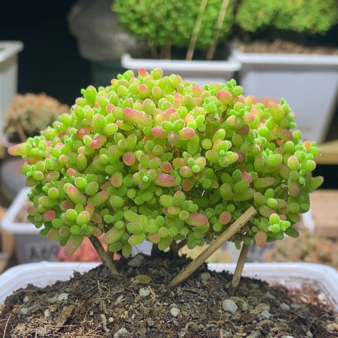 蜜桔糖球枝干番杏A630