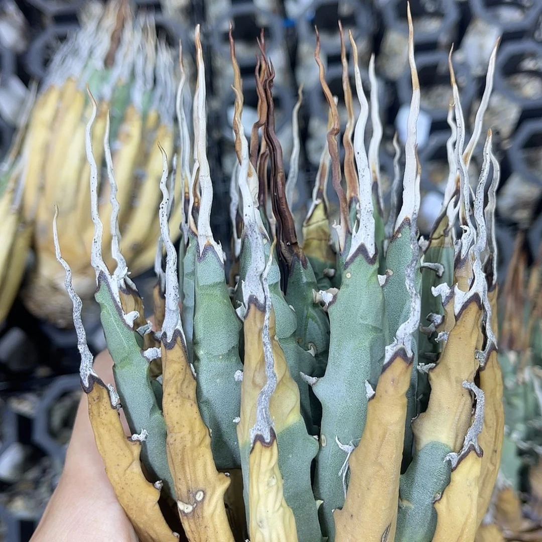 白金汉宫仇恨和看看看