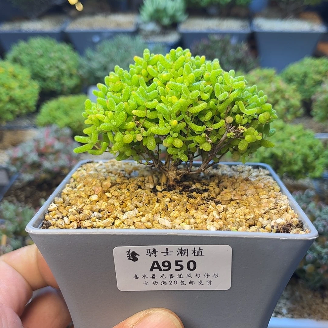 950蜜橘糖球枝干番杏