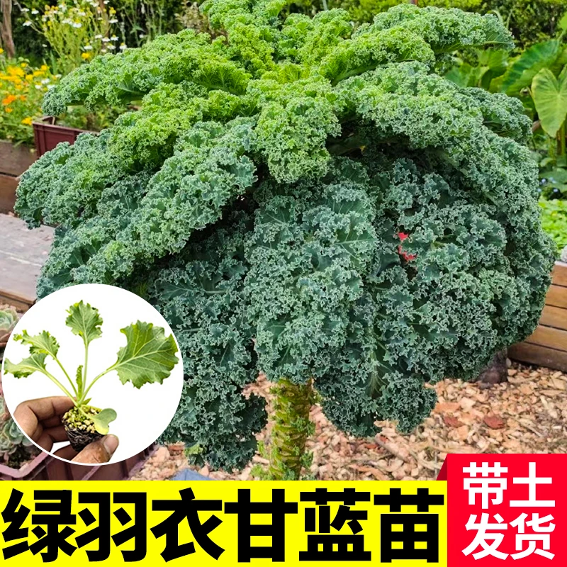 鲜食绿色羽衣甘蓝秧苗耐寒高产秧苗观赏食用超级蔬菜蔬菜秧苗
