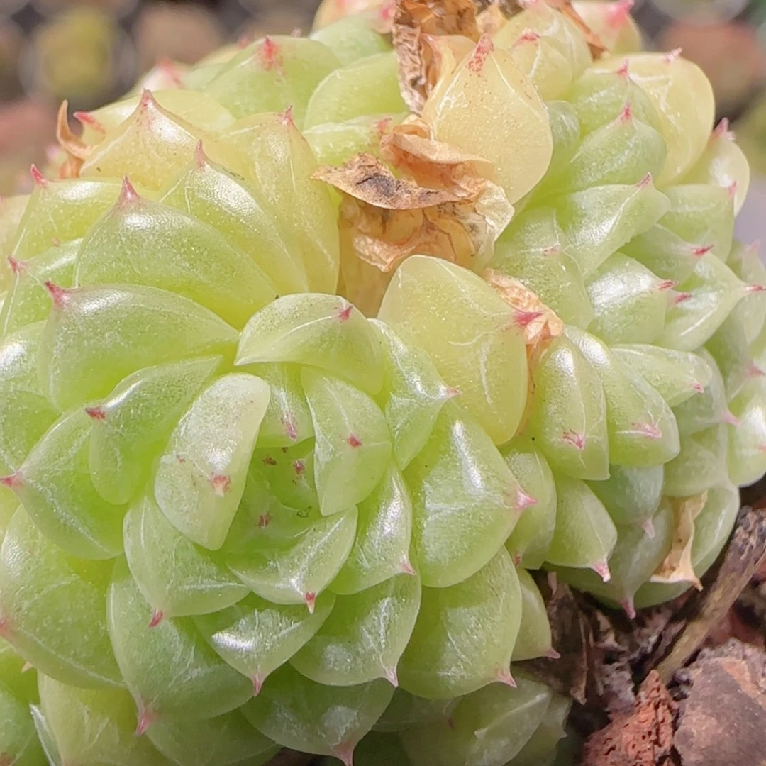 花语逸镜1129-129散