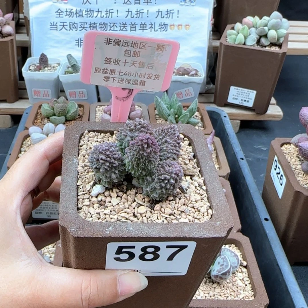 587朱紫玉多肉植物