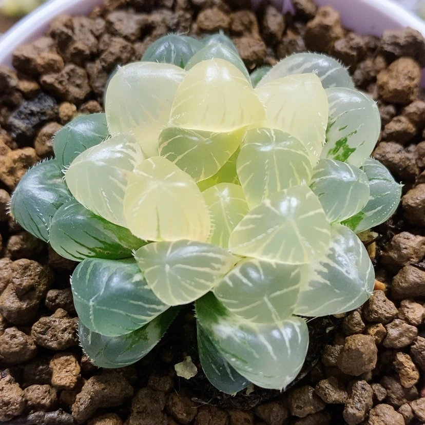 【闪购商品】45糊斑蓝镜