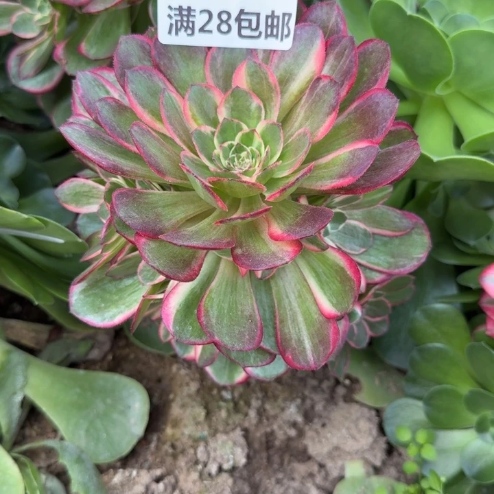 悠****16490三号棚嫁接黑膜多肉N