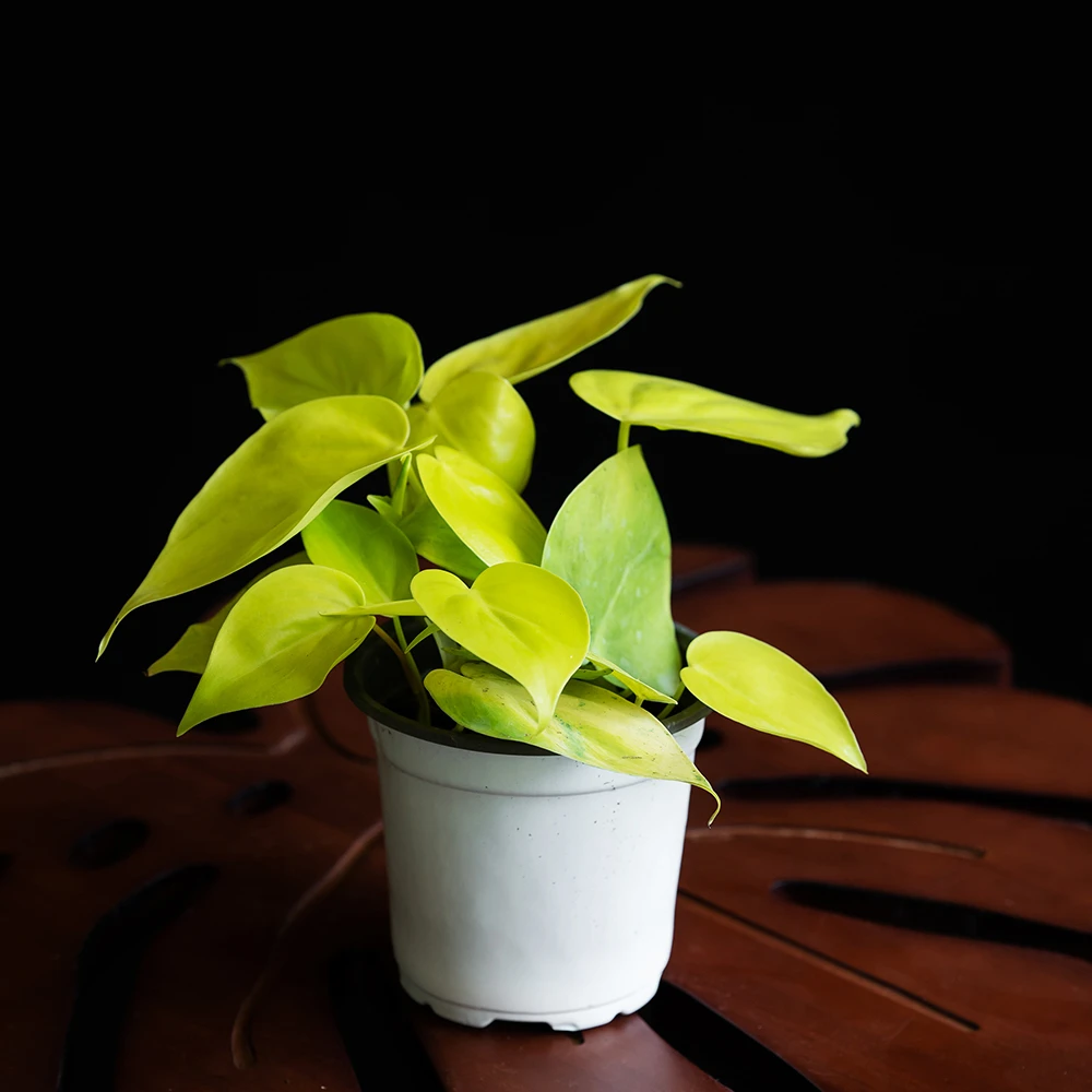 【藤气层 | 蔓绿绒】心型叶片热带室内阳台绿植物黄金绿萝柠檬汁