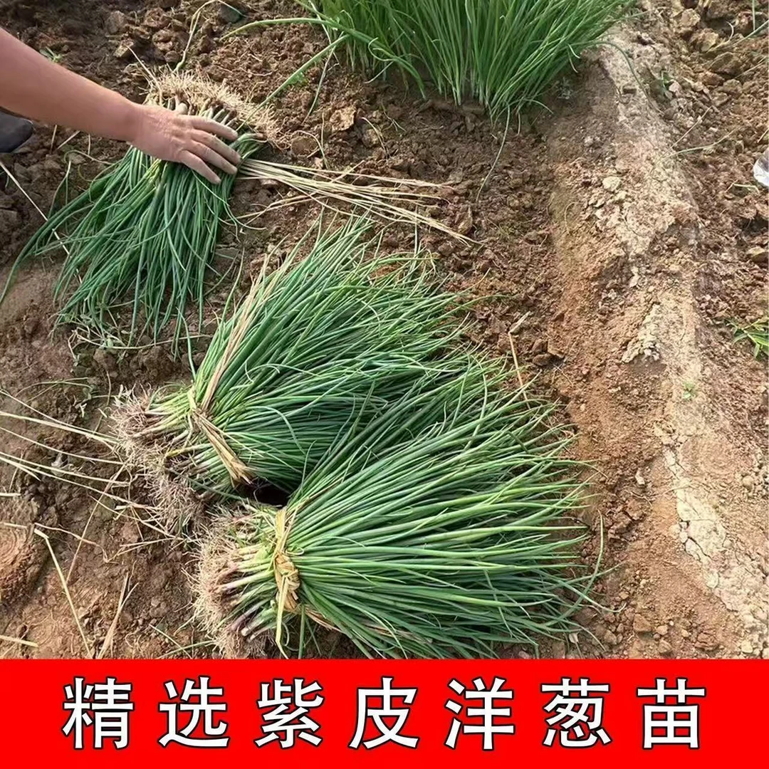 紫皮水果洋葱苗易成活适合阳台庭院种植包邮