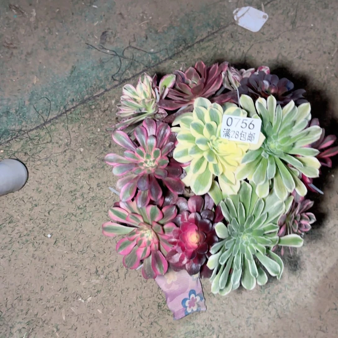 寂***宁A. 0756。嫁接睡多肉