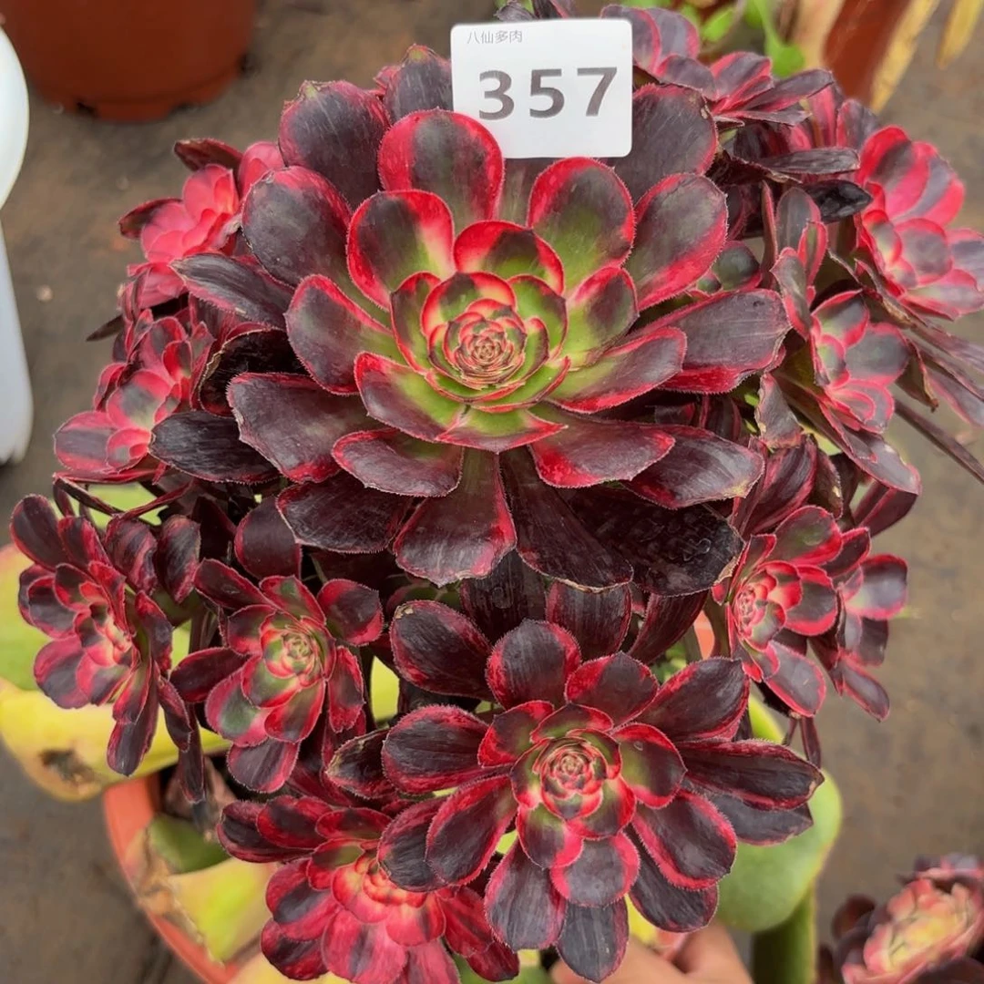 飘*357多肉植物红钻