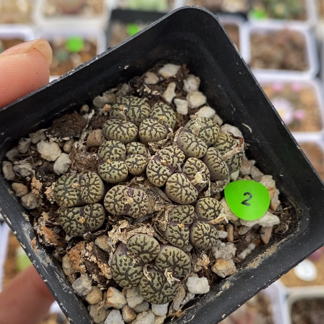 鸟哈尼群多肉带盆2