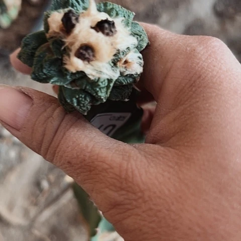 兰****905处理仙人球的方法