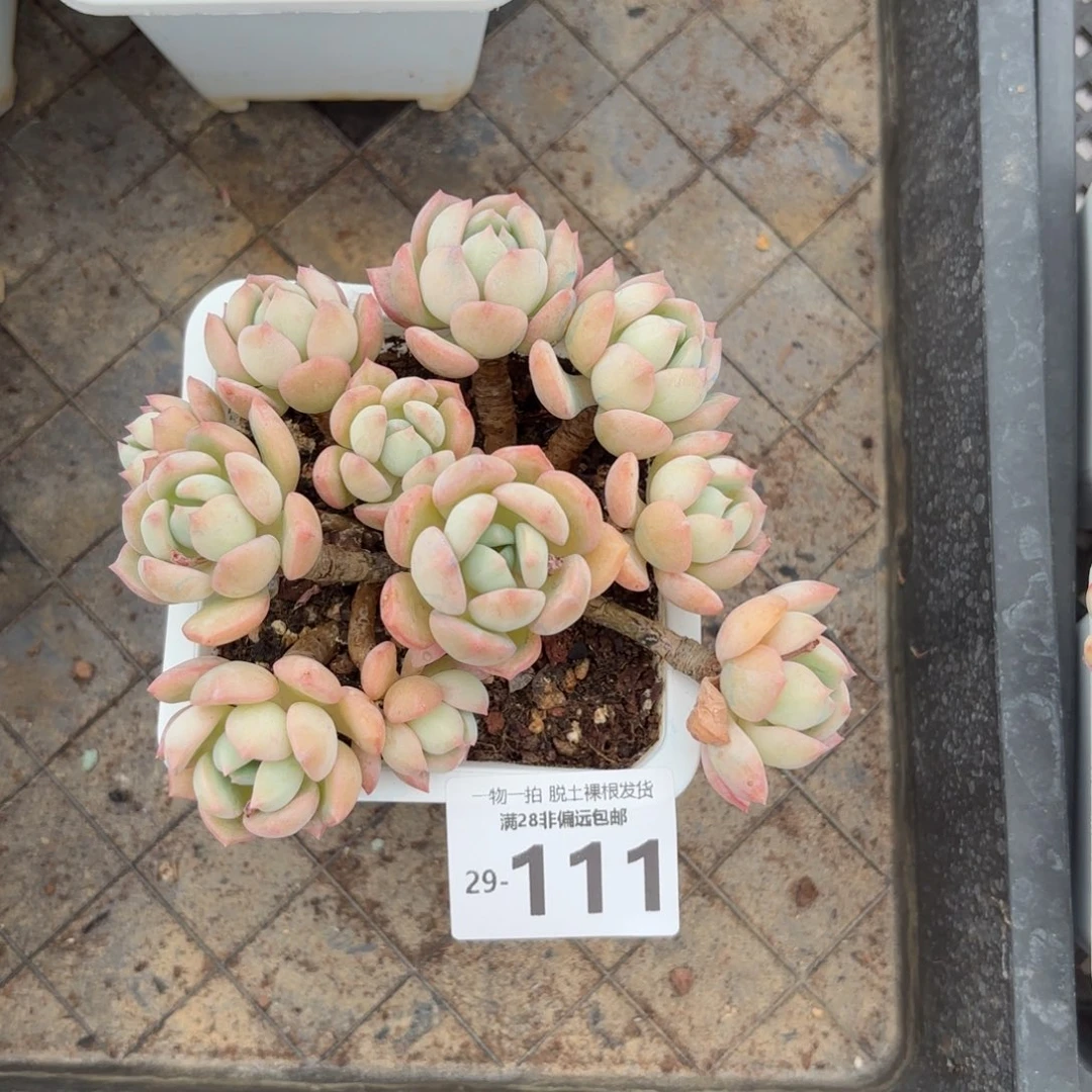 蜜桃格林老桩多肉多肉