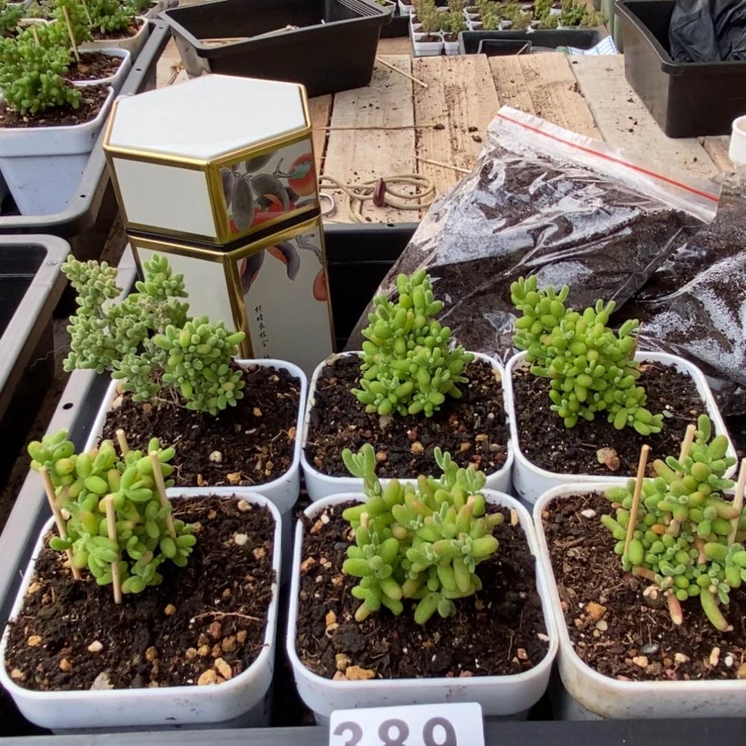 杏**李枝干番杏多肉植物389