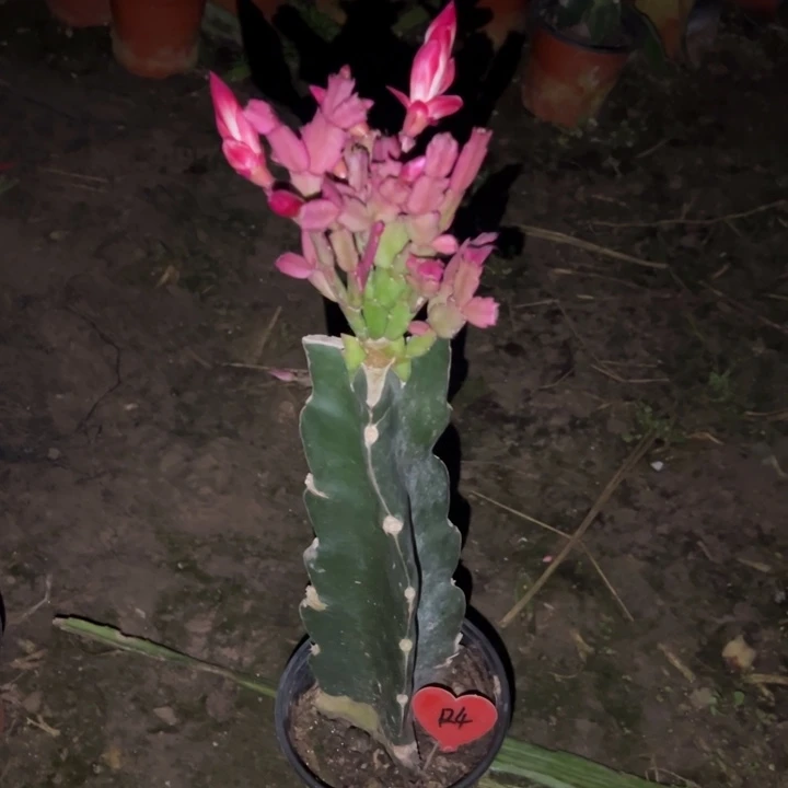 空***兰当前无花栽培后可以开花罗拉森124