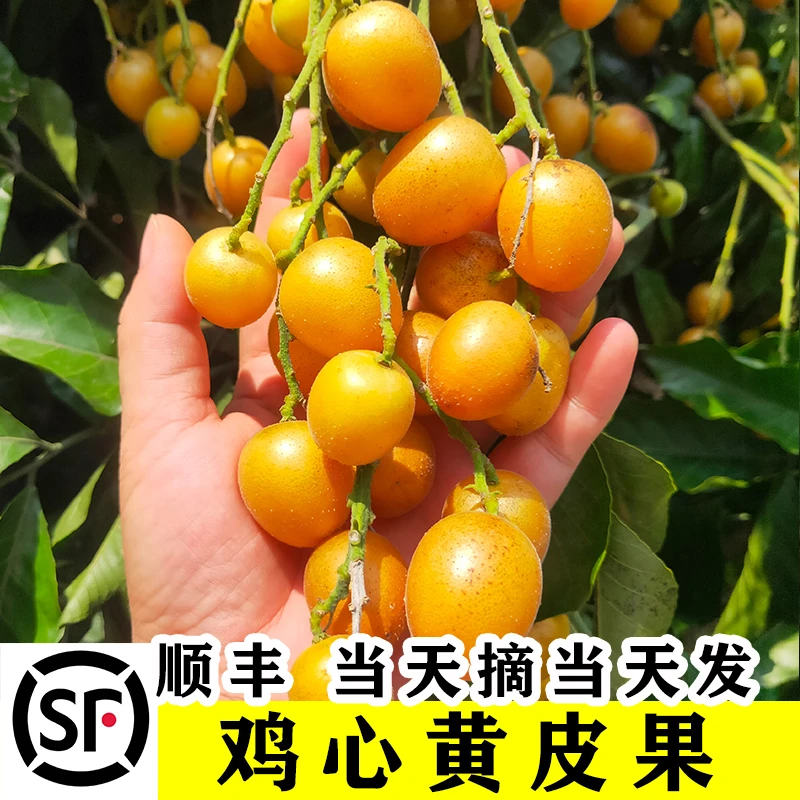 【顺丰包邮】广西鸡心黄皮果新鲜5斤冰糖当季现摘酸甜黄弹子水果孕
