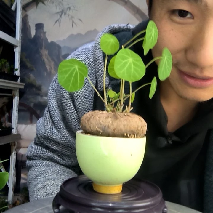九*中青园艺一物一拍445
