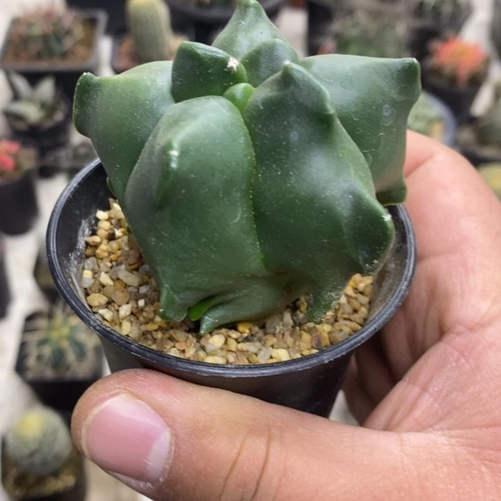 实生龟甲特价福利