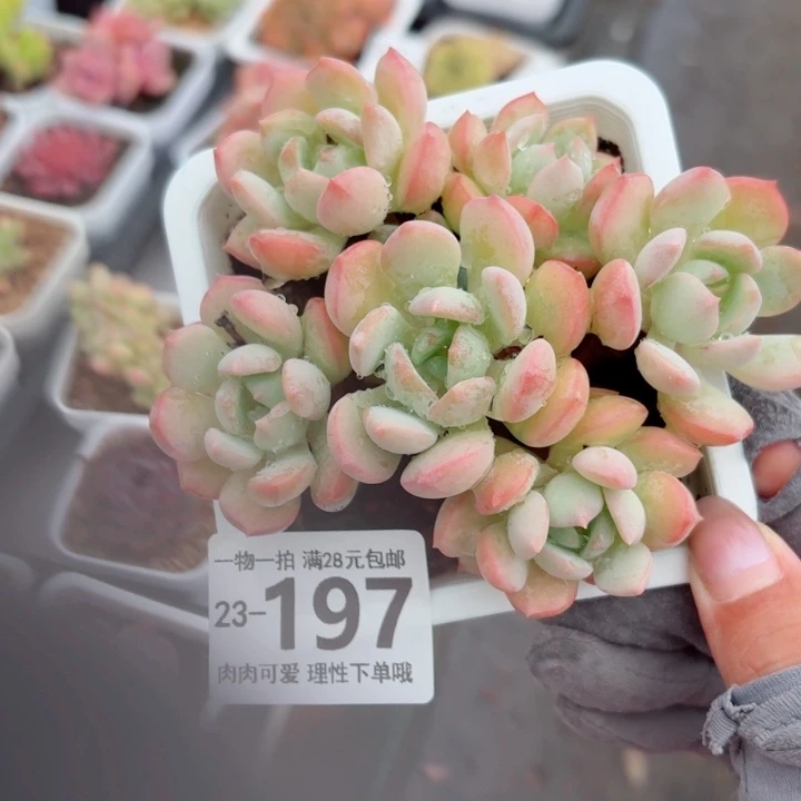 蜜桃格林无盆土发货