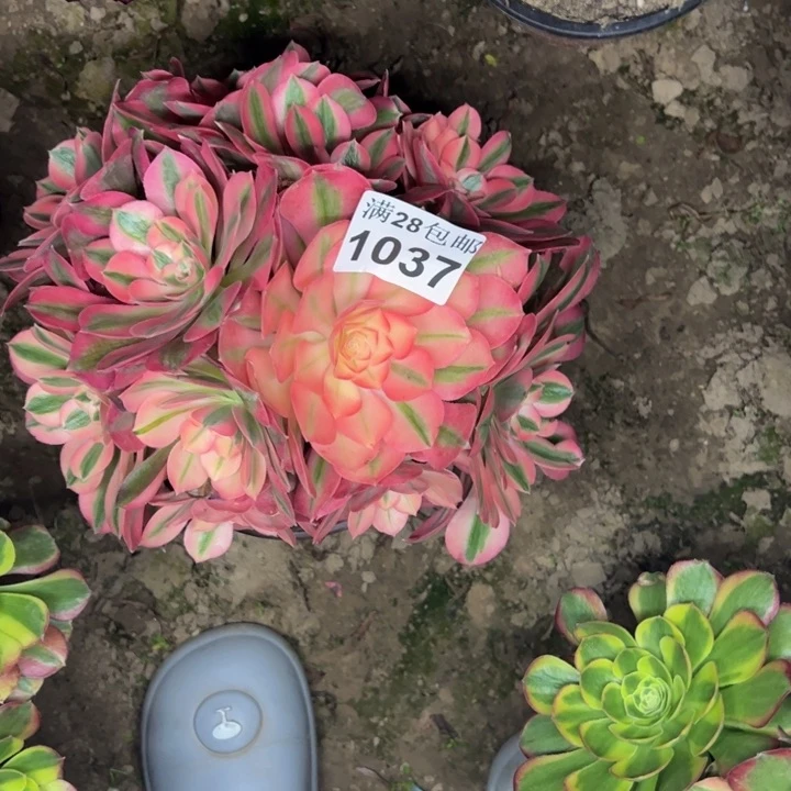 1037女巫多肉植物