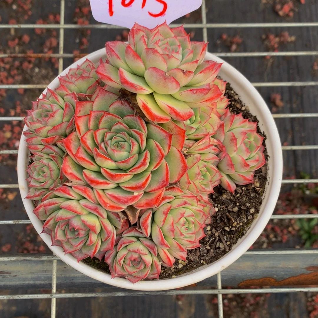 一物一拍1815-6-15