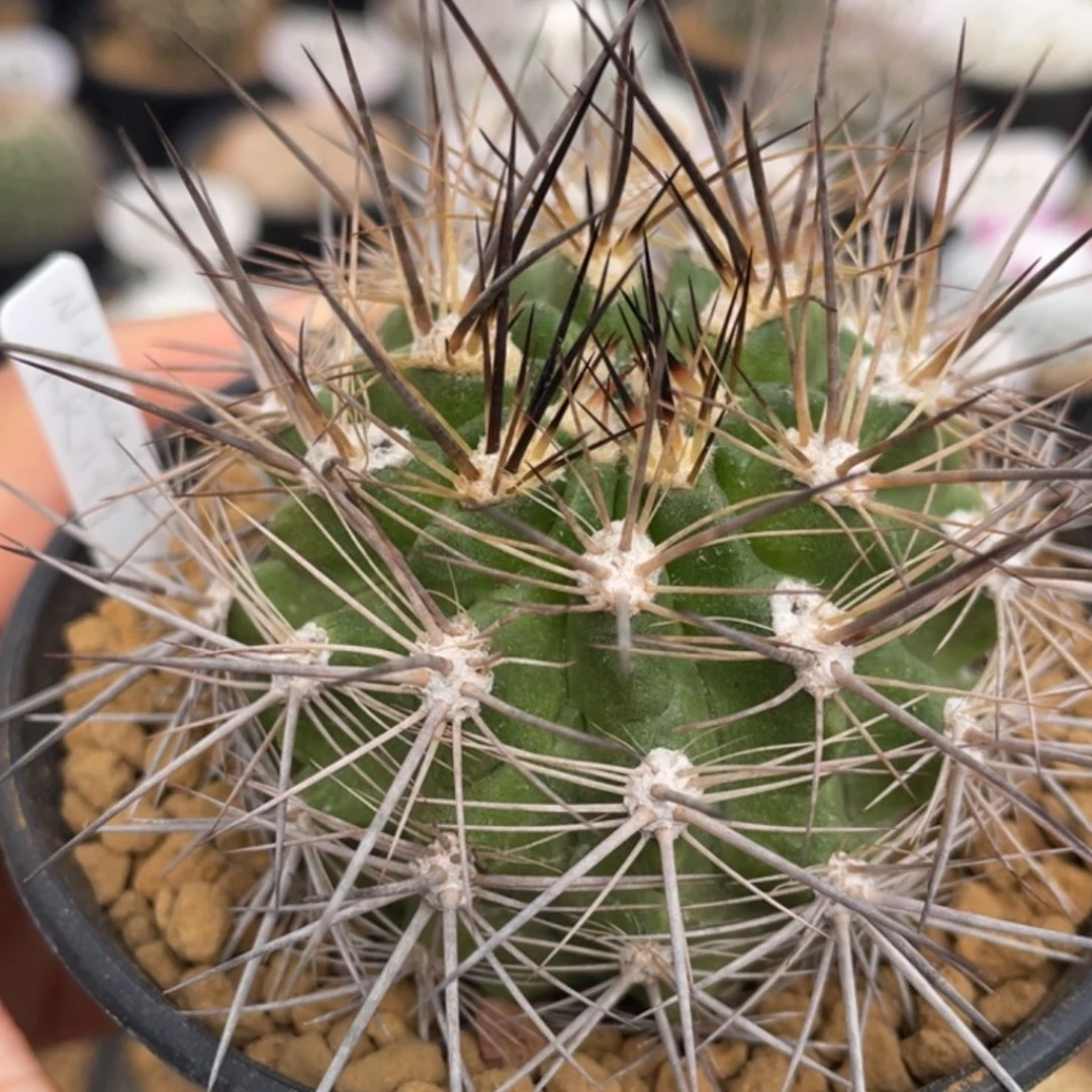 伏龙玉         实生根