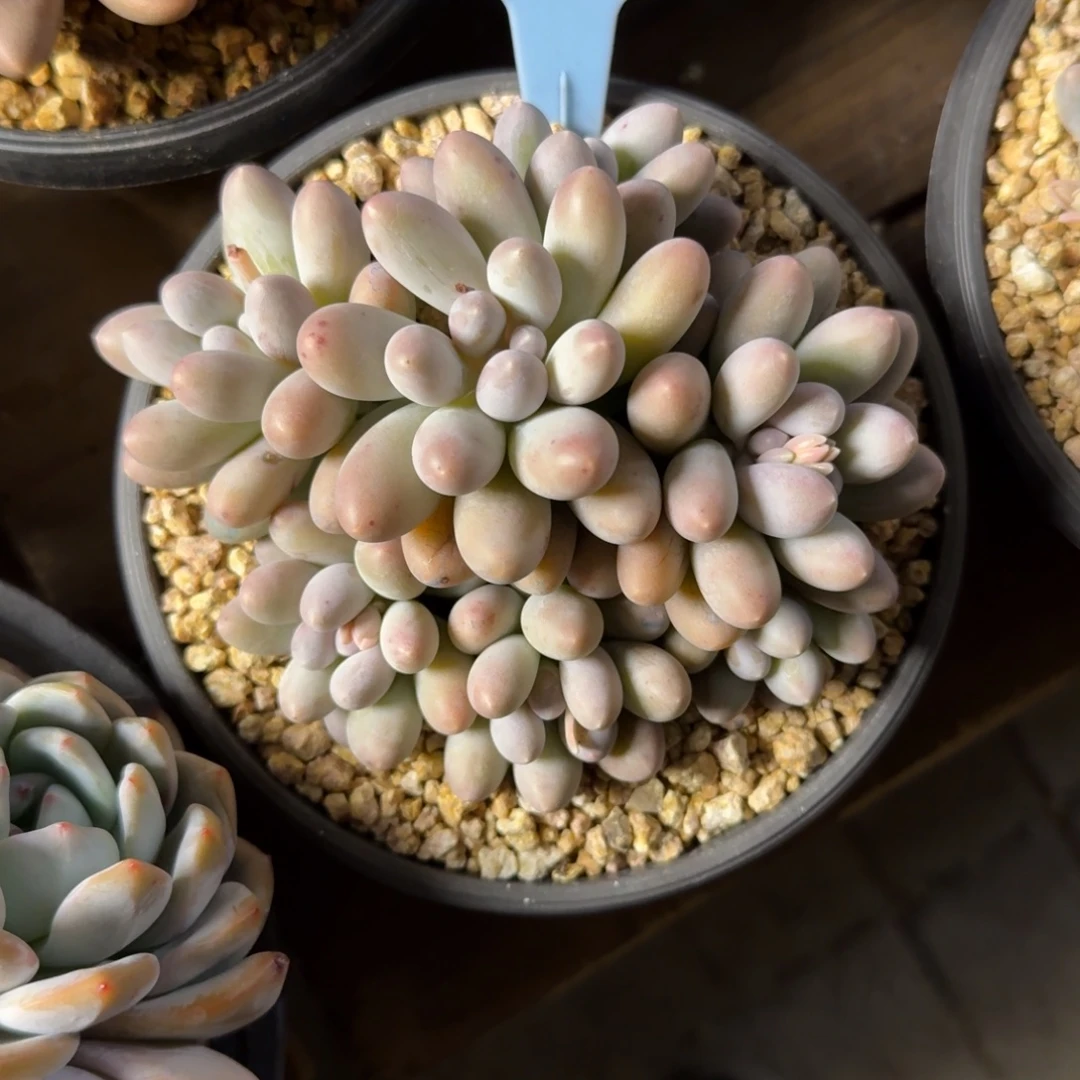 汤圆小号222222222222