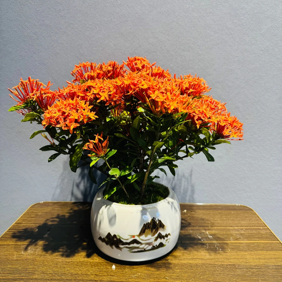 白山水龙船花四季爆花+130镂空座