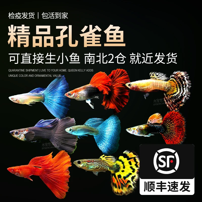 孔雀鱼纯种活体热带野生斑马鱼灯科鱼金鱼苗淡水小型新手混养鱼