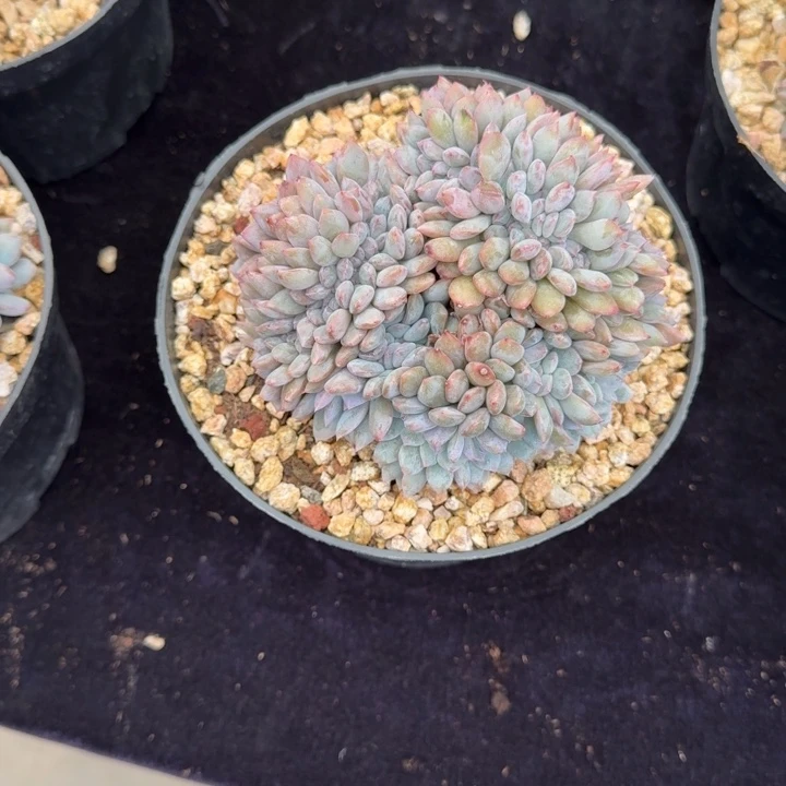 卉****12厘米左右一物一拍的的