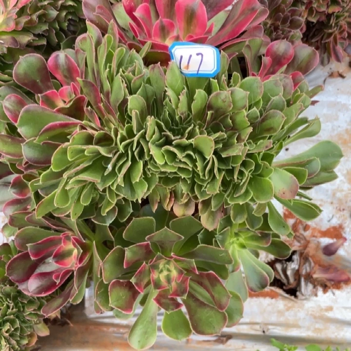 117香妃朵朵缀化法师