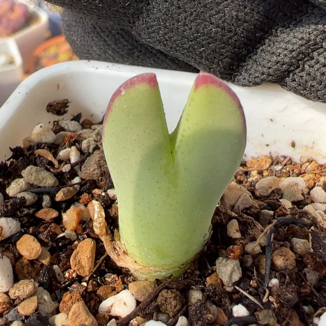 142多肉植物百科