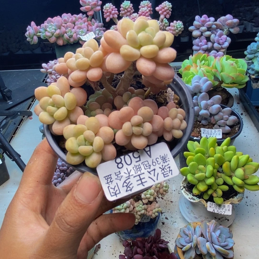 508洛可可多肉7cm