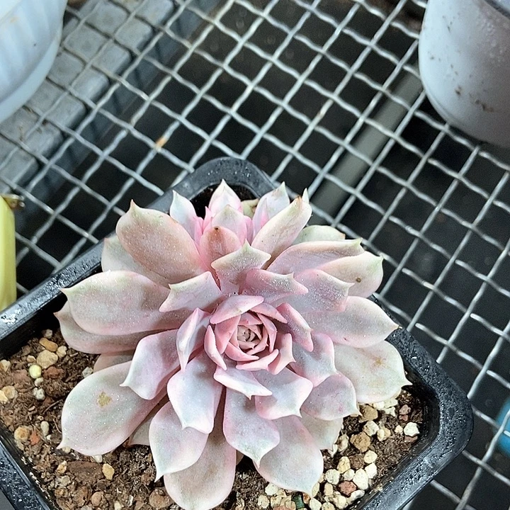 雨***粉蝶锦多肉多肉植物