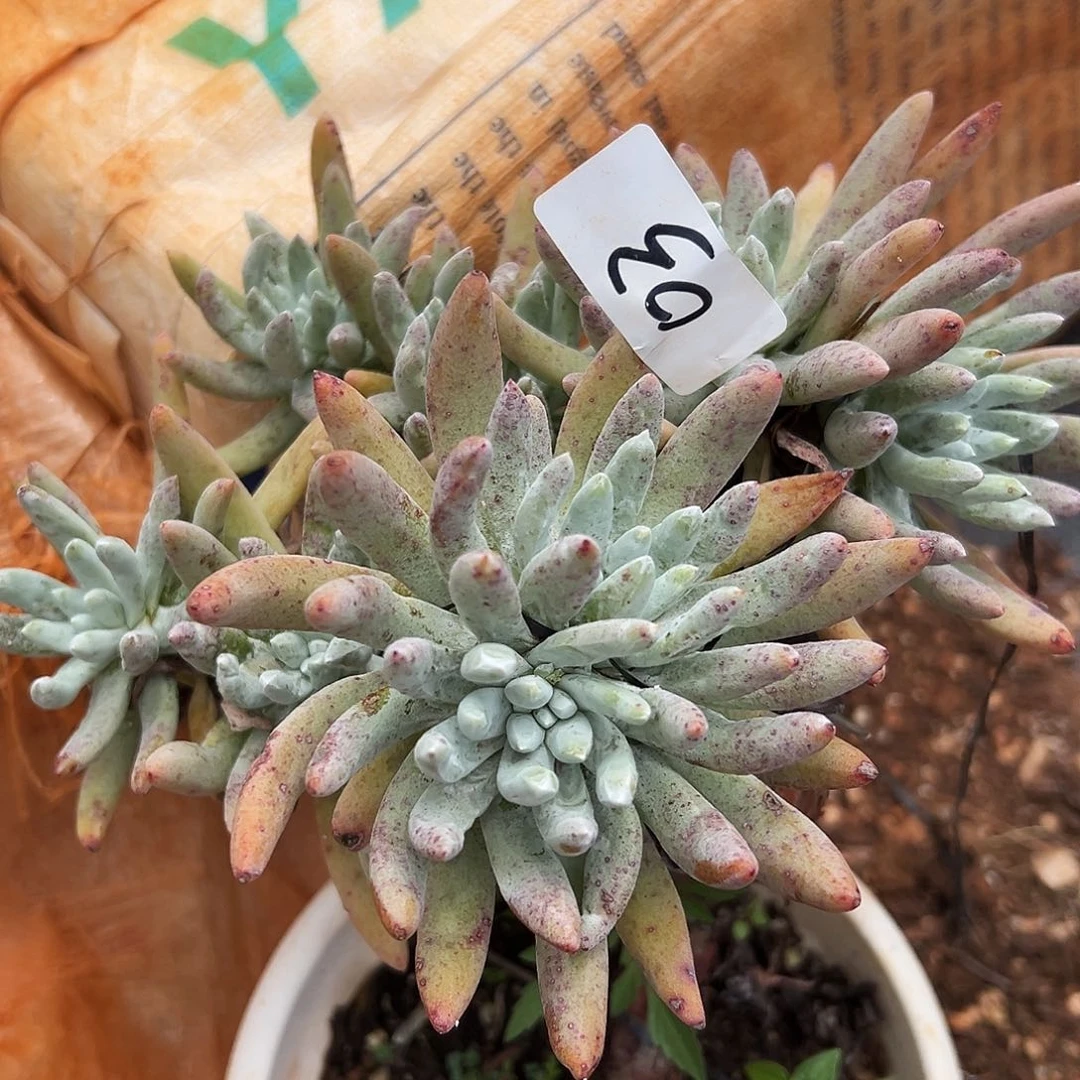 奥罗拉仙女杯多肉。