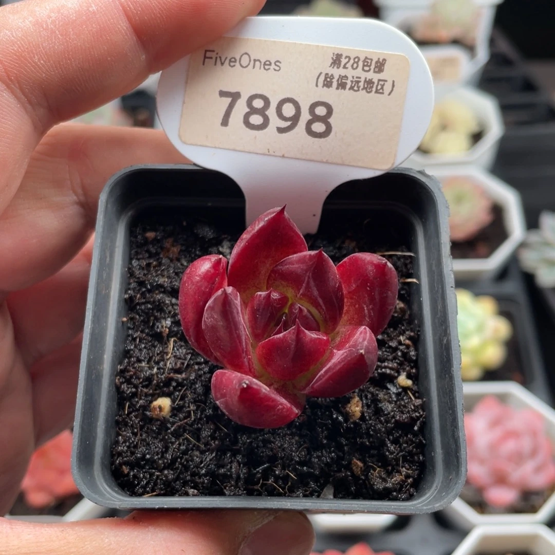 罗宾7898-3.5厘米