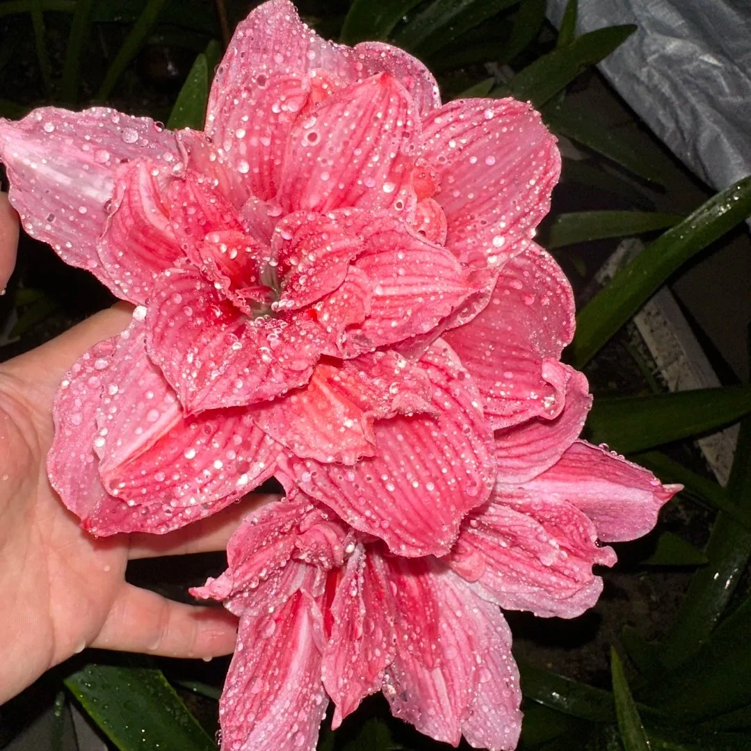 包对板内繁殖球朱顶红种球(孤宝仙子)4厘米