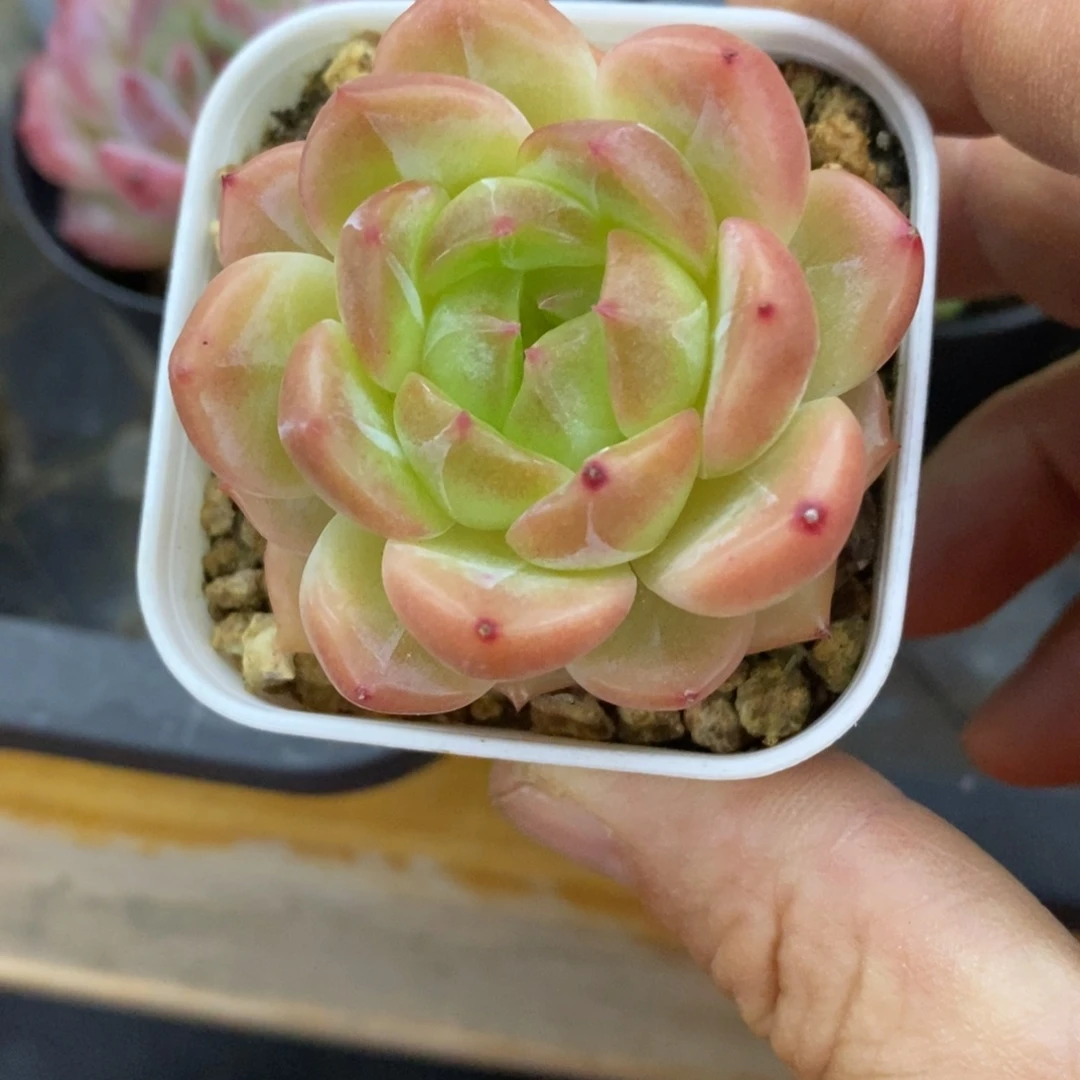 精品多肉一物一拍不包整173