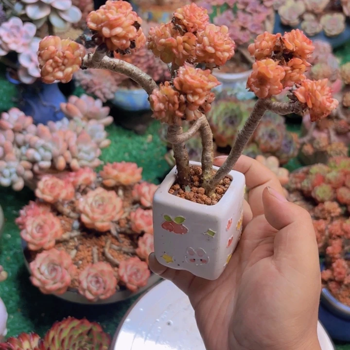 蜡牡丹多肉一颗 脱土发货