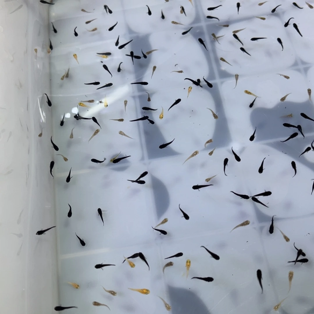 逗***豆海水玛丽球鱼苗没有备损无赔付入缸不赔付