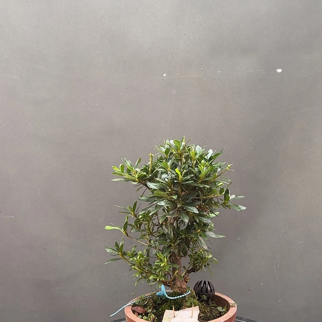 无花朵皆热有花朵