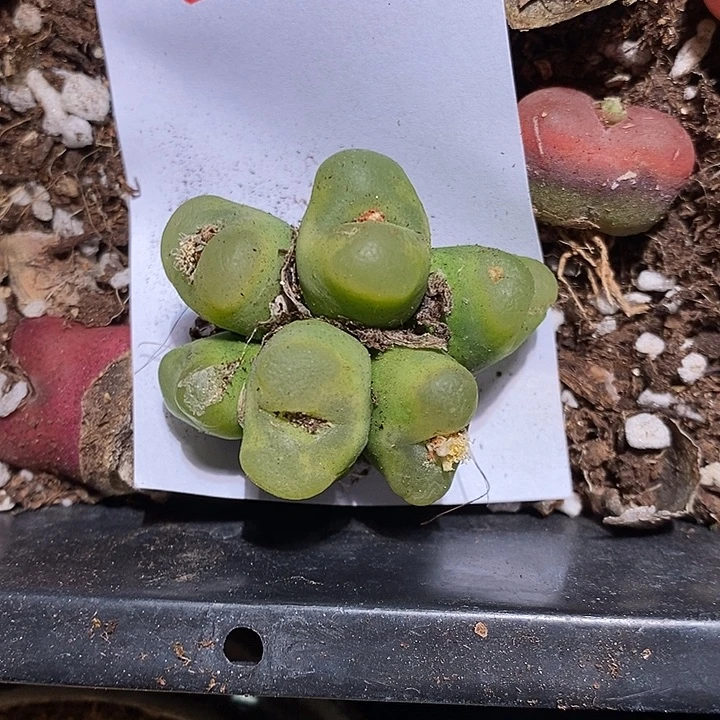 11345。     一群。