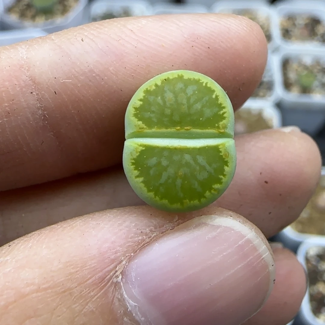 341绿菊福利大棚直播