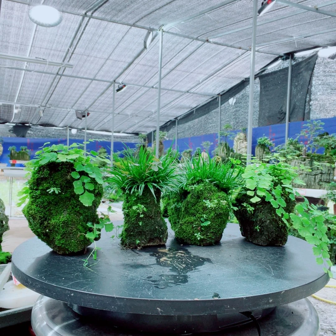 7***叔当前无花栽培后可以开花