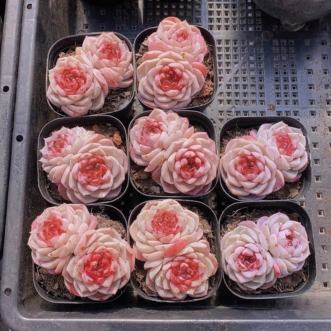 0226-天鹅绒双头福利一颗 量拍