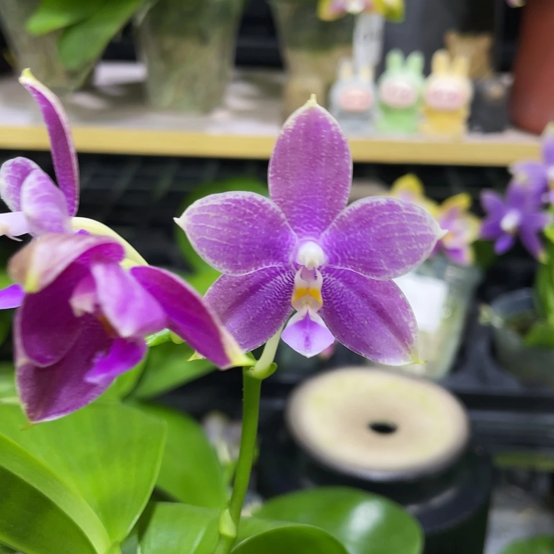 完全开放1111111漏