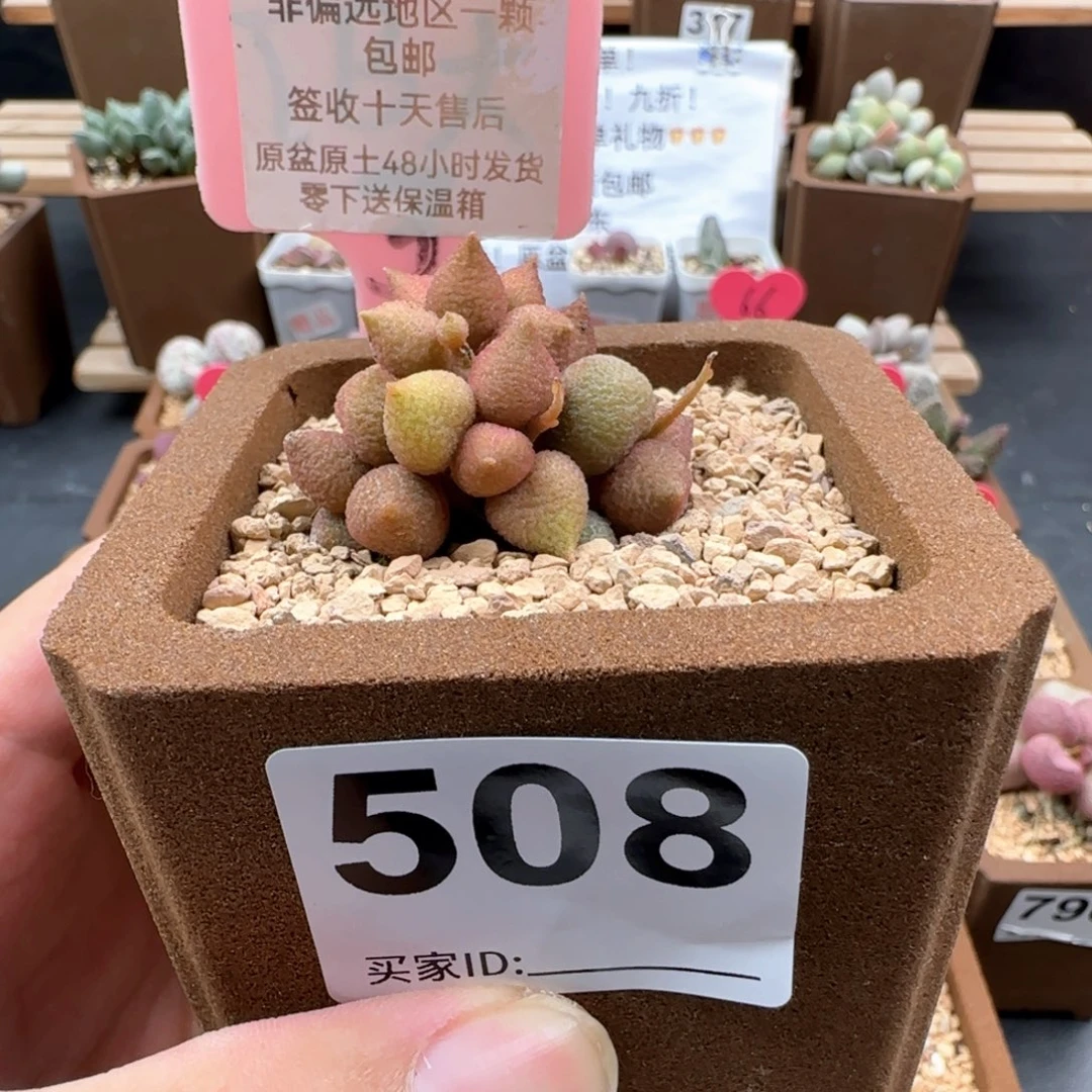 隔****?508小辣椒多肉植物