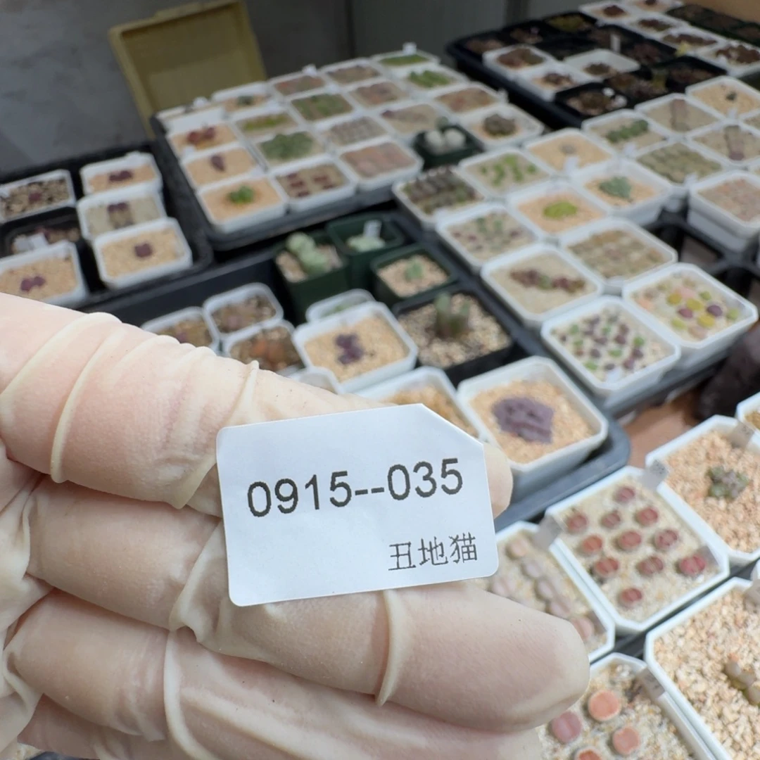 k***o0915-035卷卷卷卷卷