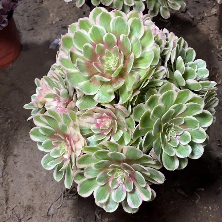 多肉植物孔雀翎32